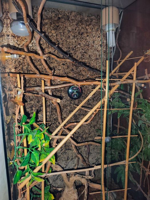 Terrarium dla kameleona duże