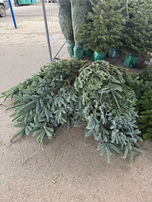 Jodła Kaukaska Nordman Gałęzie Gałązki Stroisz Dostawa Gratis