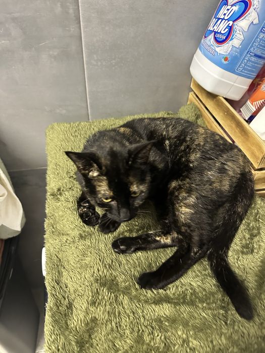 Gatinha tricolor Francisca para adoção responsavel