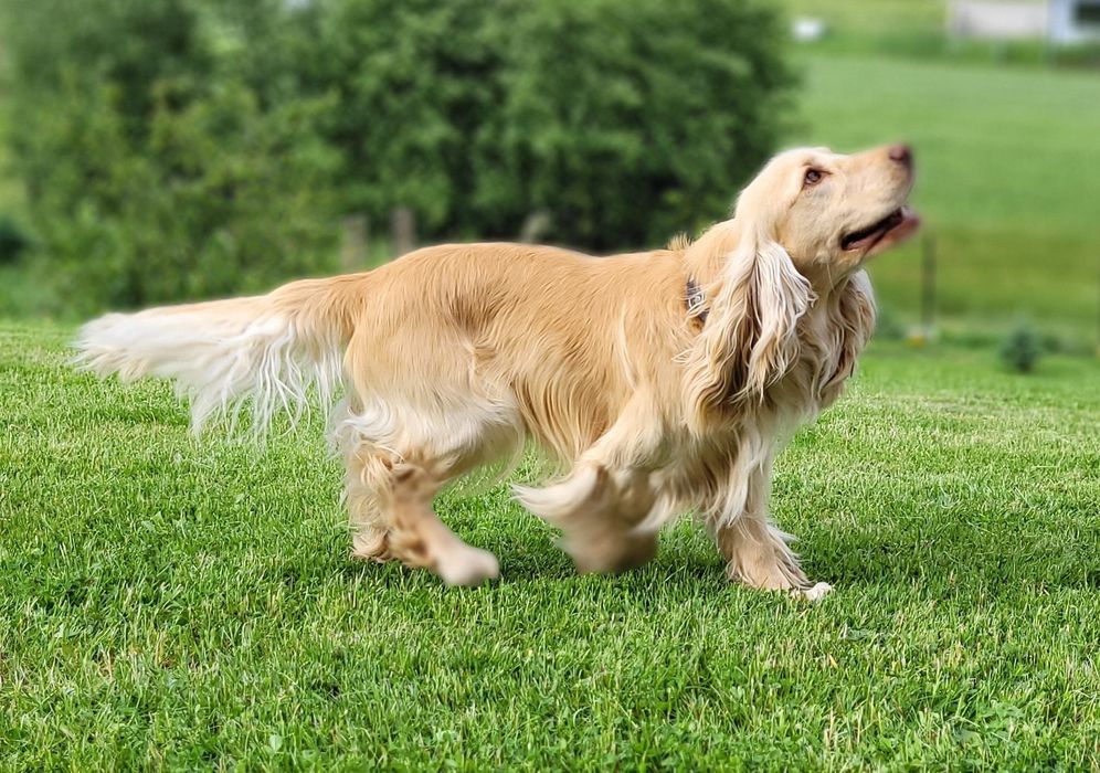 Cocker Spaniel Angielski biszkoptowy