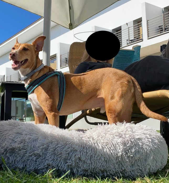 Podengo adoção responsável