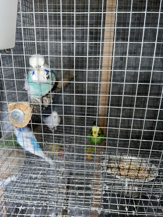 Casais periquitos ingleses