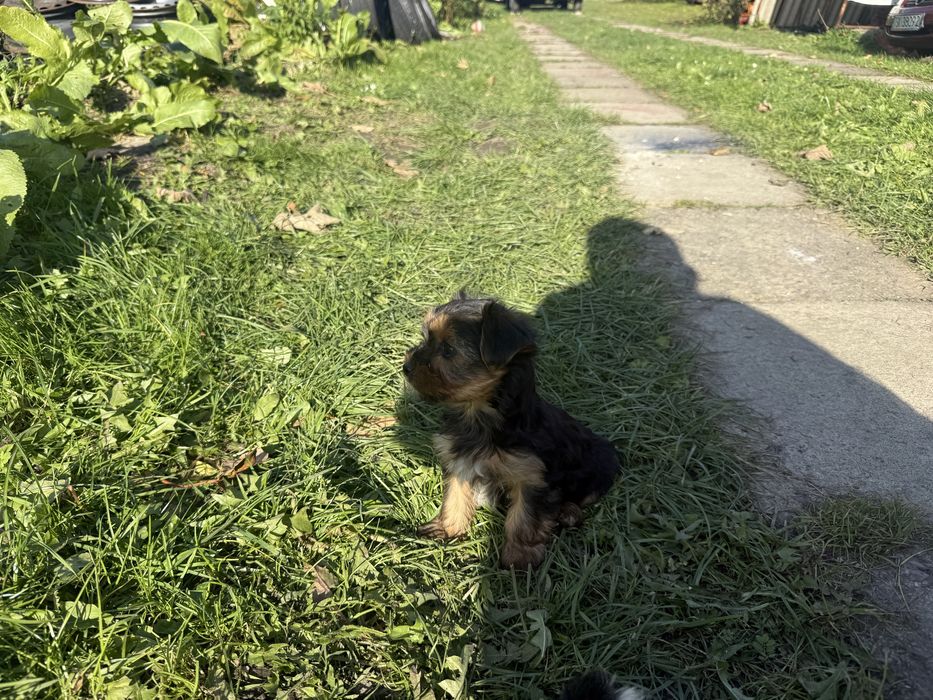 Sprzedam pieska rasy York