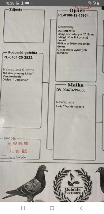 Gołębie młode linia Mustang