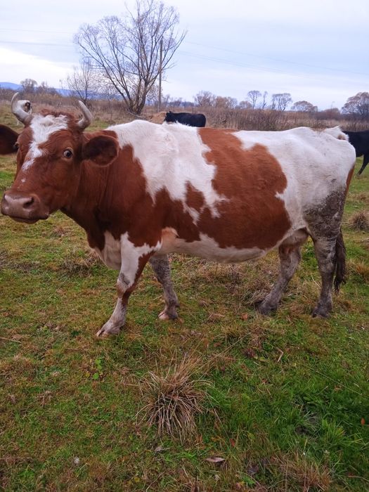 Продам    Корову