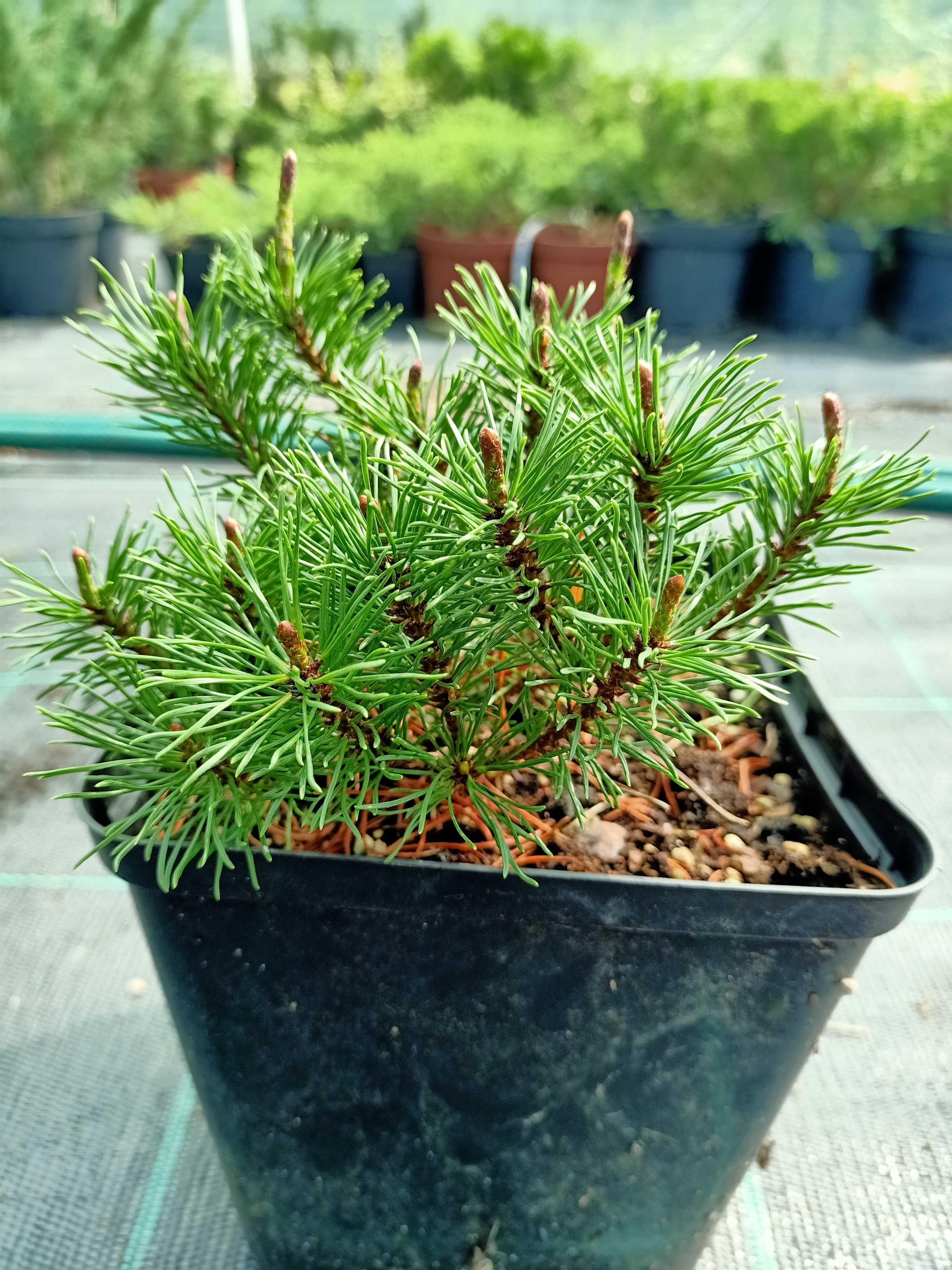 Сосна гірська Пуміліо  "Pinus mugo Pumilio" P14(2л.)