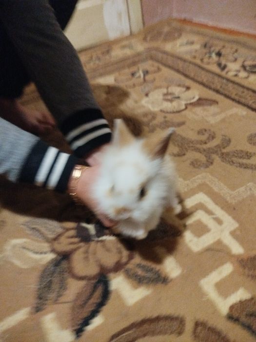 Декоративні кролики