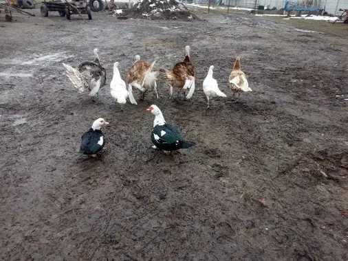 Indyki Kolorowe  Gęsi Białe