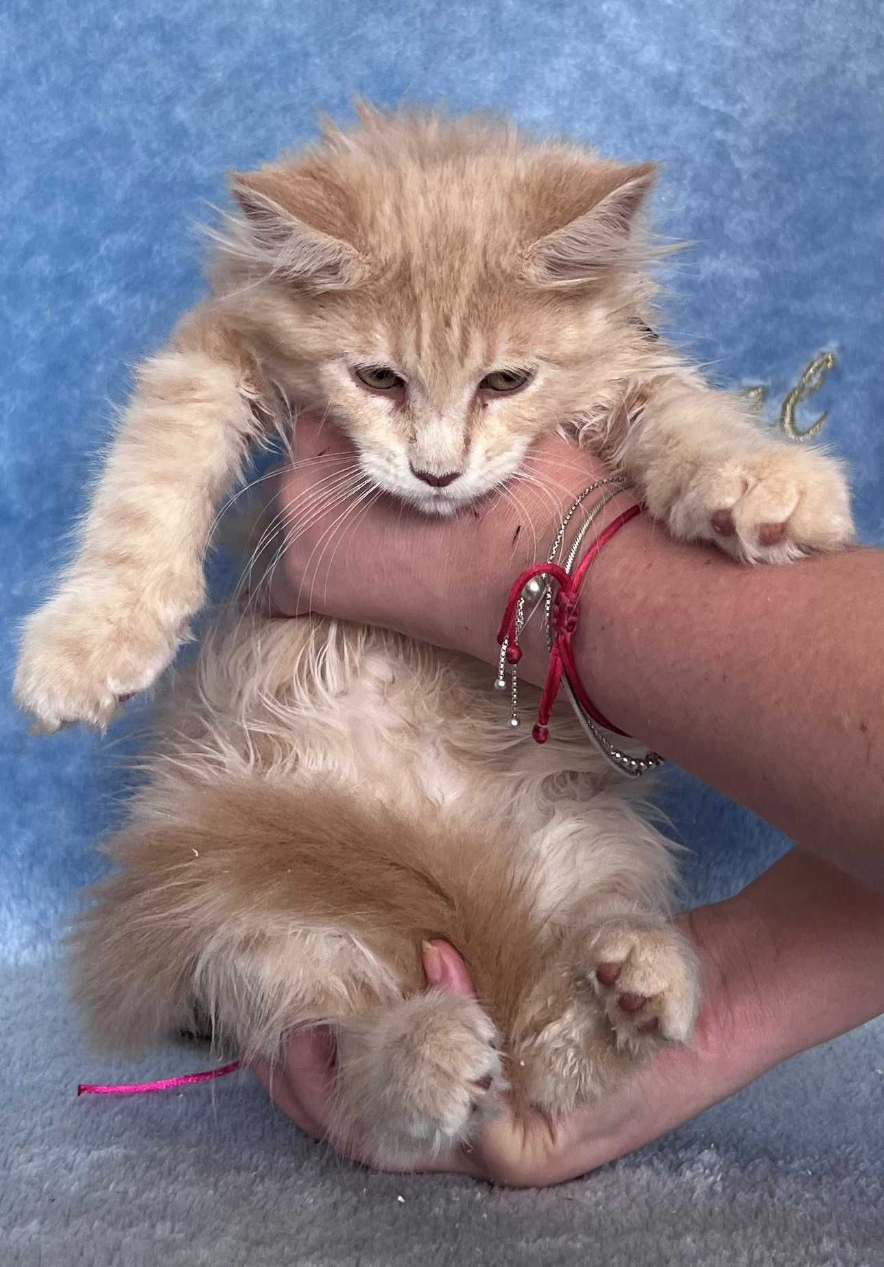 MAINE COON OKAZJA! Kotek Filip z rodowodem FPL, zdrowy, towarzyski