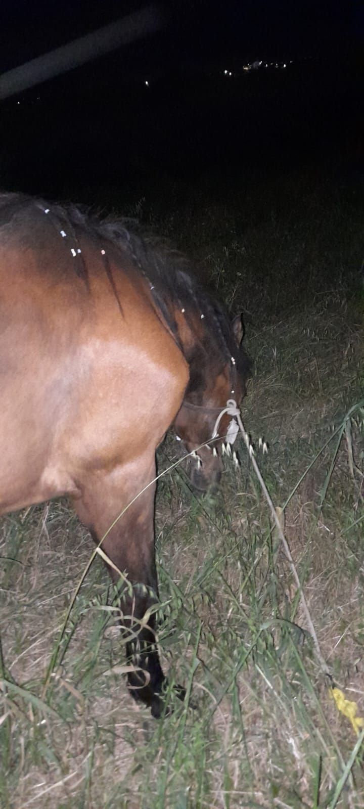 Cavalo troco por égua