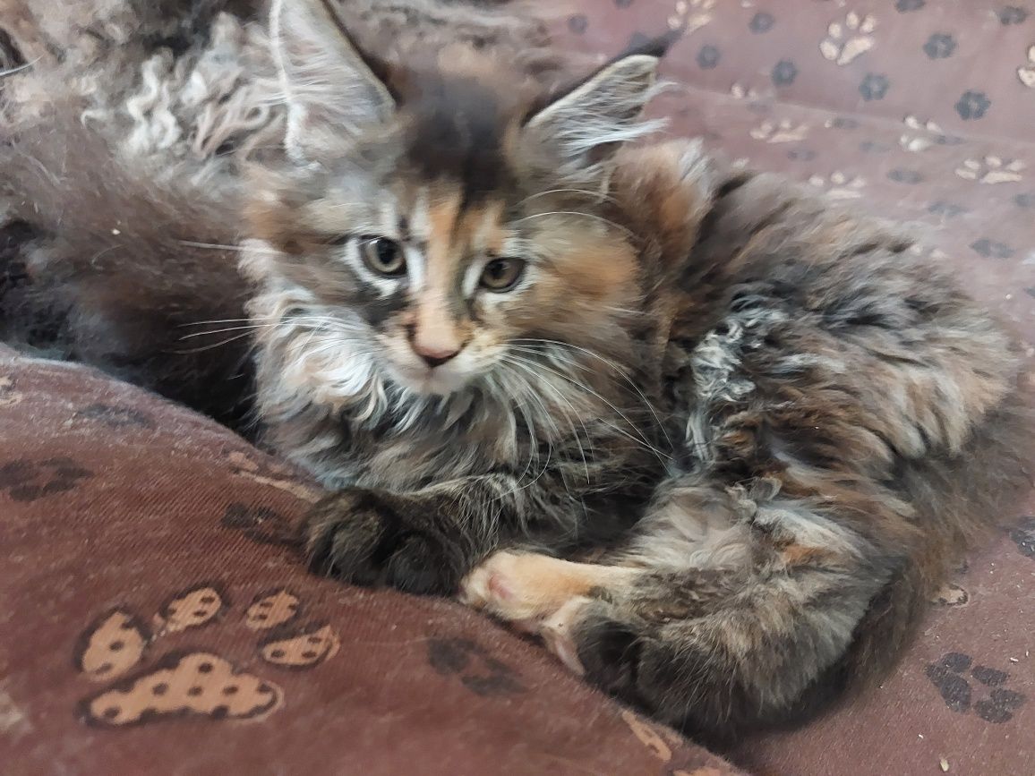 MAINE COON, kotka ,szylkret