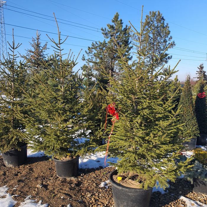 Ель живая колючая зелёная сизая голубая