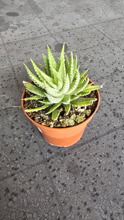Conjunto de Haworthias Variegatas