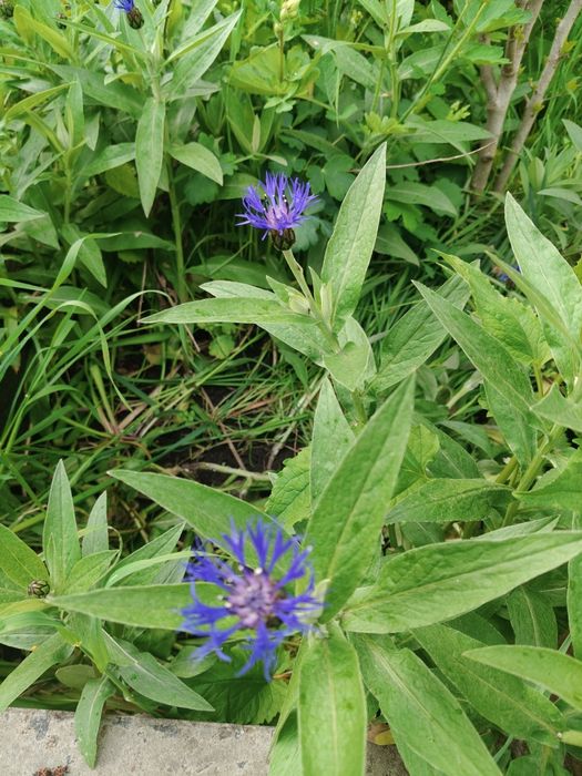 Продам квітку гарну