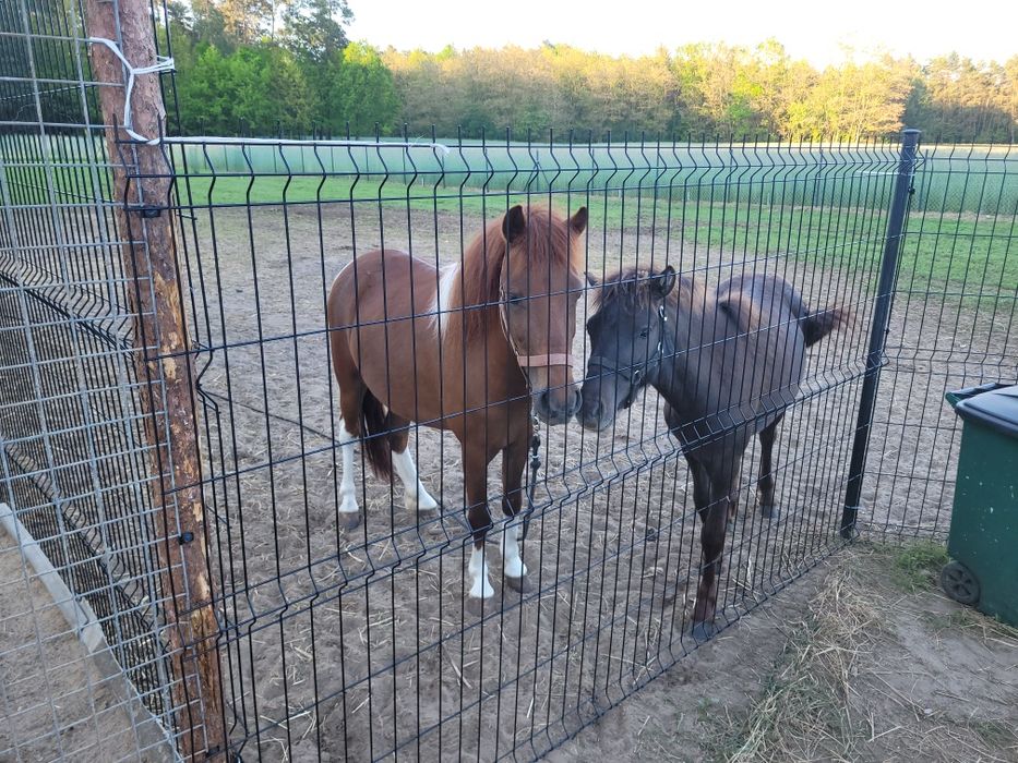 Sprzedam klacz ogiera kuca
