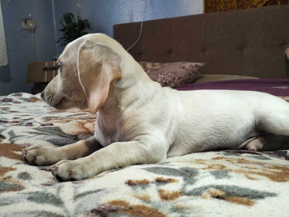 Цуценята мініатюрної такси