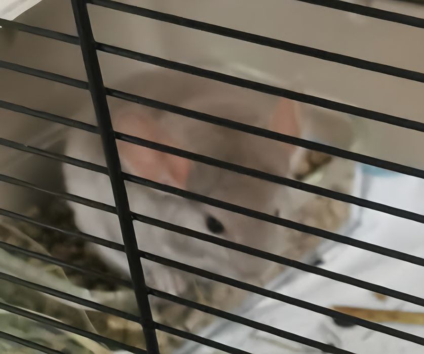 Szynszyle biały I beżowy