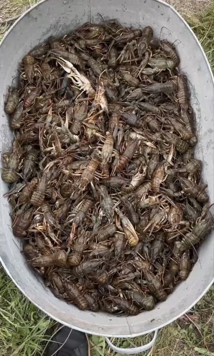 продам раки средние-большие