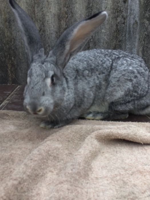 Кролиця, кролі кітна