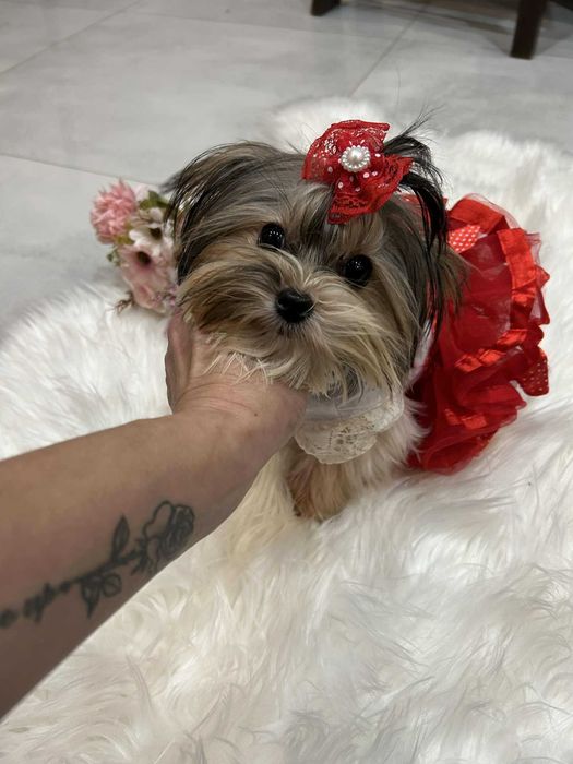 Biewer yorkshire terrier miniaturka suczka 1.50 kg paszport Majeczka