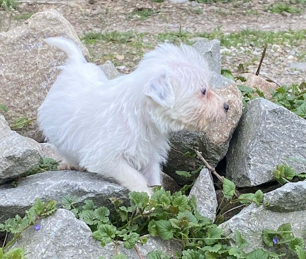 Parson Russell Terrier FCI piękny piesek