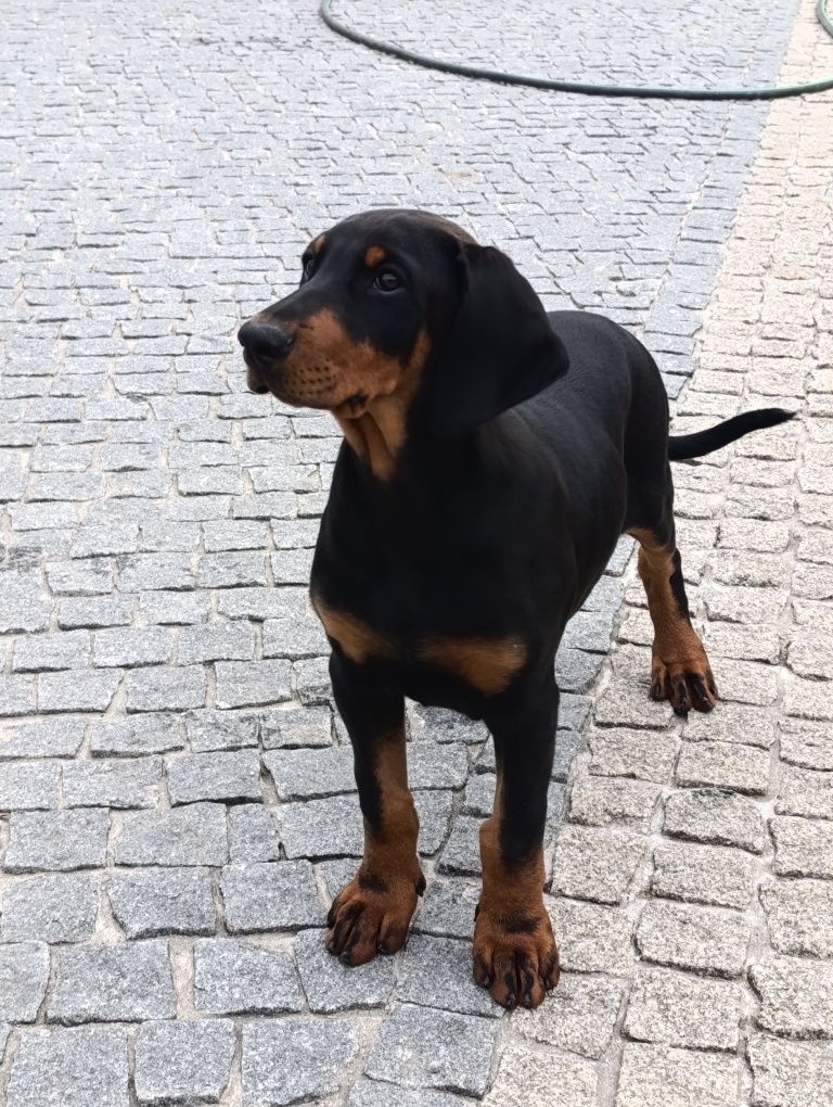 Excelente Dobermann fêmea com lop