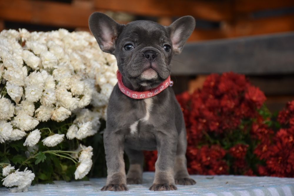 Лялечка фианцузький бульдог