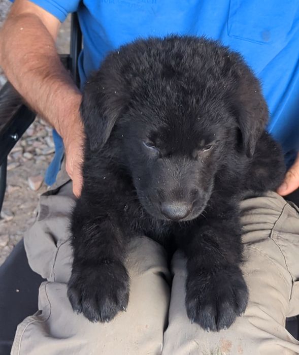 Чорне щєня німецької вівчарки