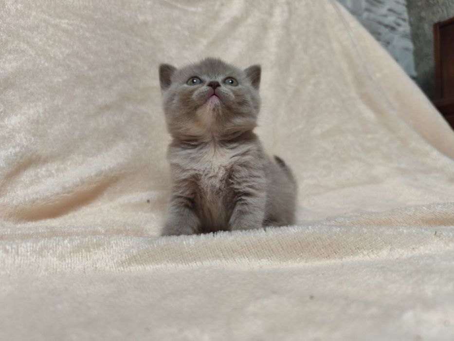 Кошенята Scottish fold/ striaht.
