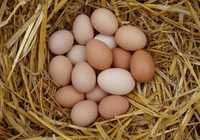 Jaja, jajka wiejskie. Od szczęśliwych kur
