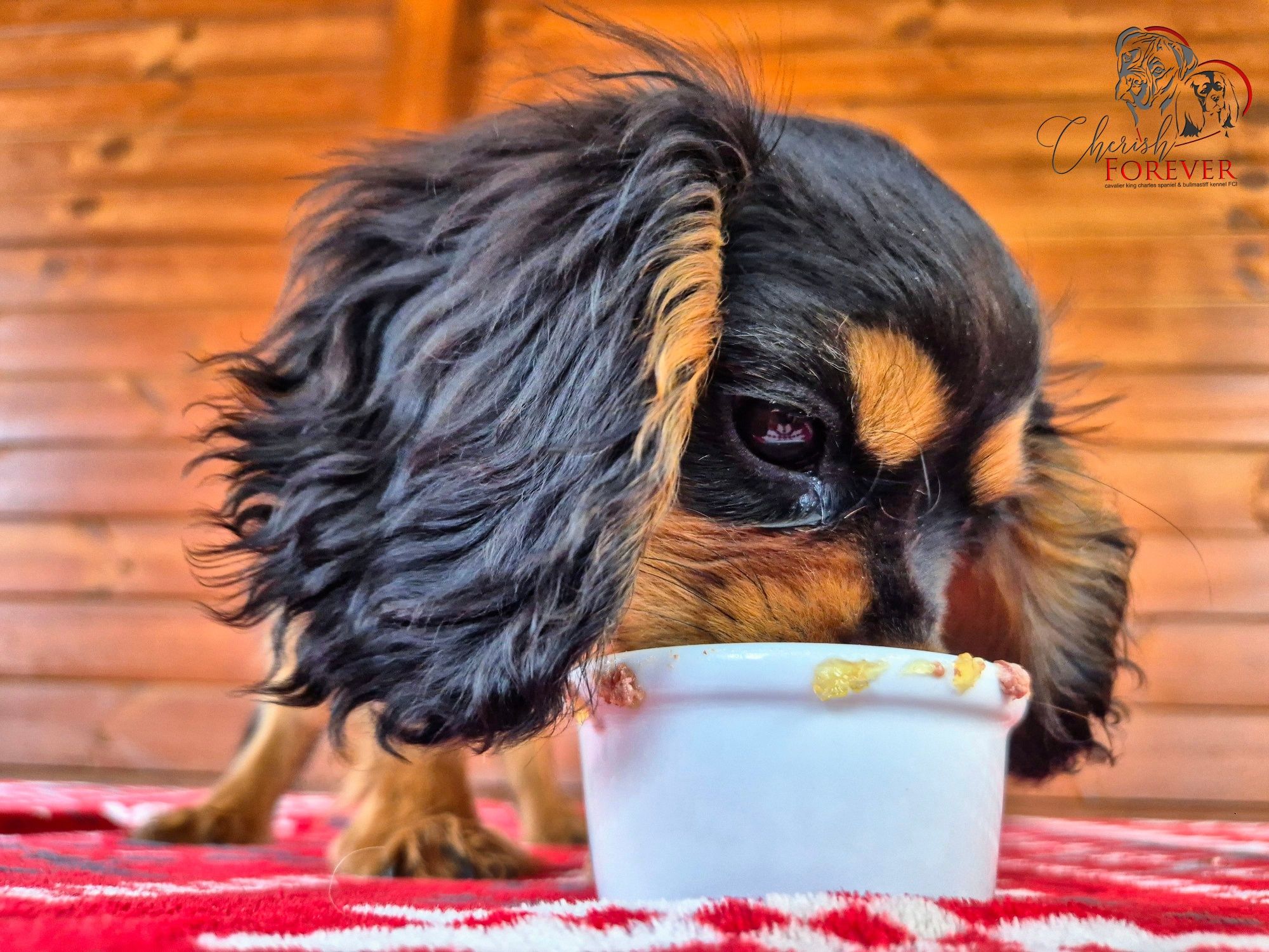Szczenię Cavalier King Charles Spaniel