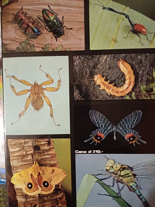 Wielki atlas owadów  - V. J. Stanek