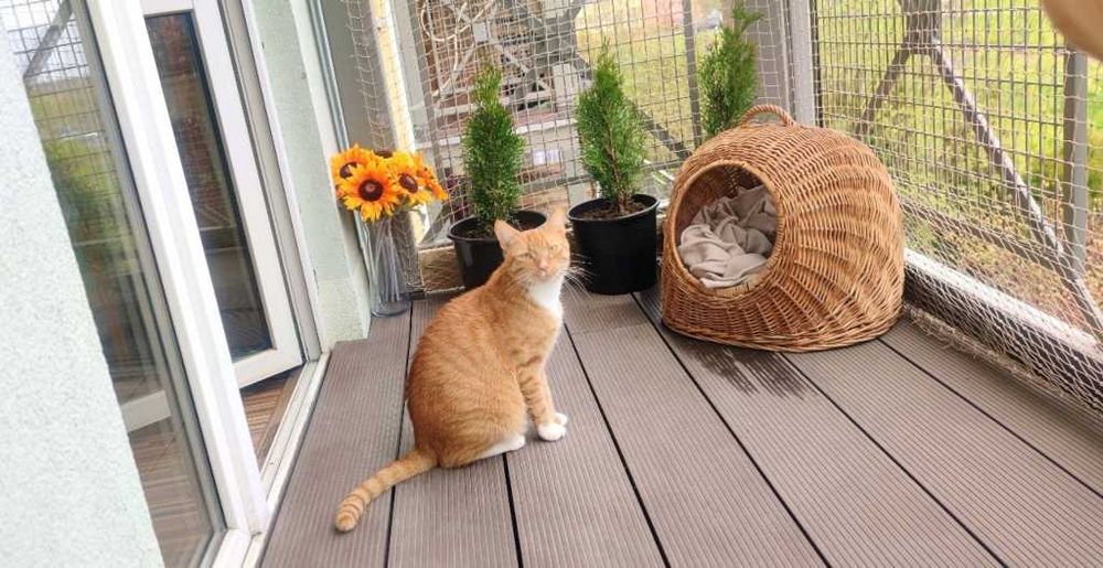Siatka Dla Kota Balkon Kocia Siatka + Drucik Montaż bez wiercenia 5x3m