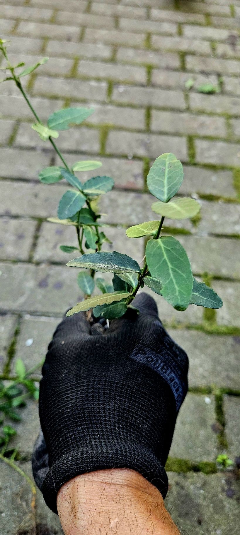 Trzmielina Fortunea Coloratus - sadzonka z gruntu