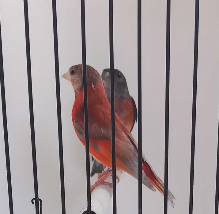 Casal de cardinalitos