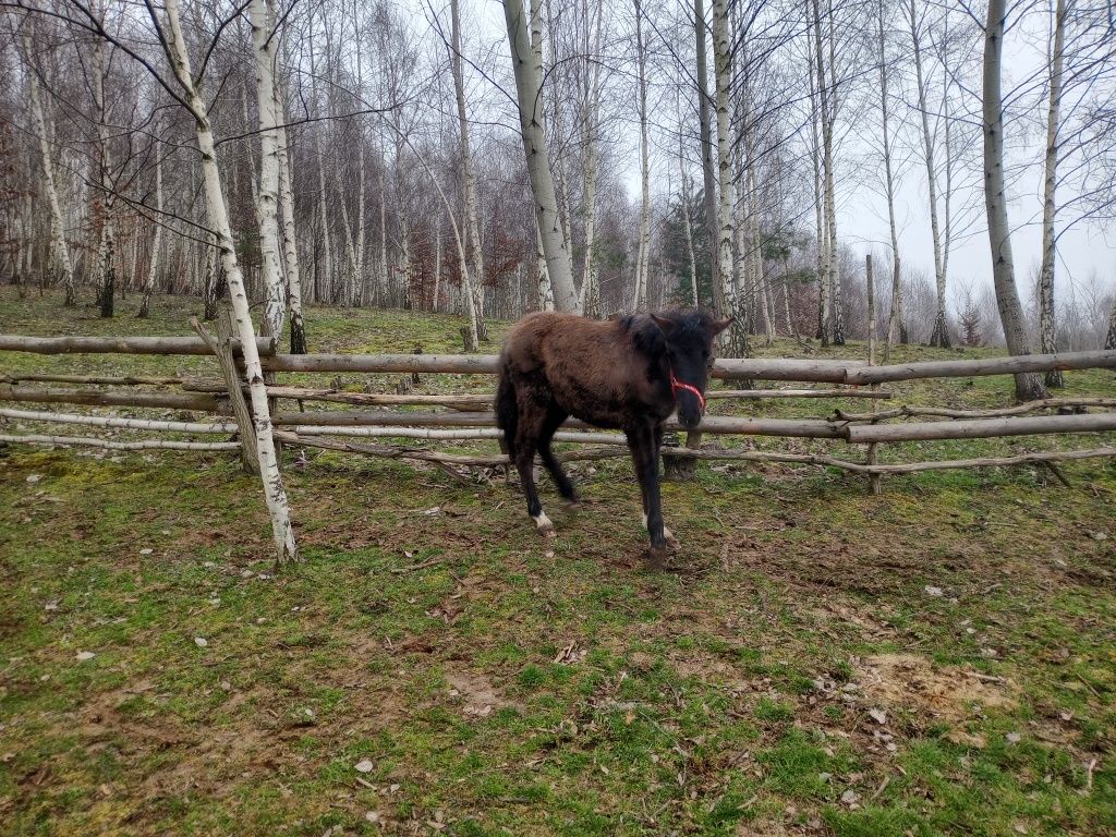 Klacz huculska hucuł