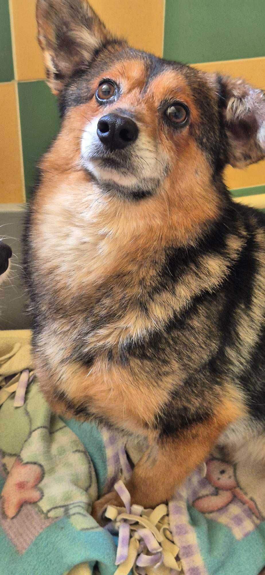 Piesek około 5 lat