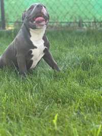 American bully suczka