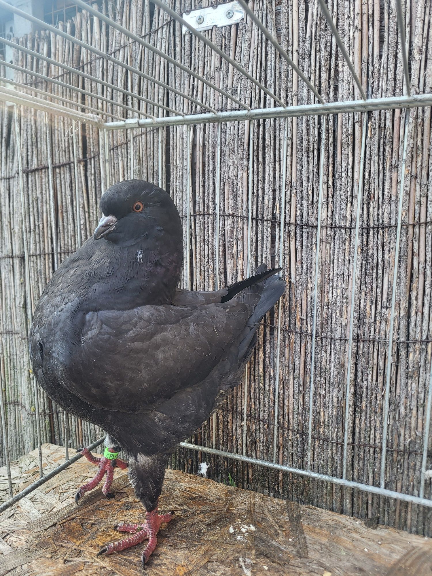 King kingi sprzedam