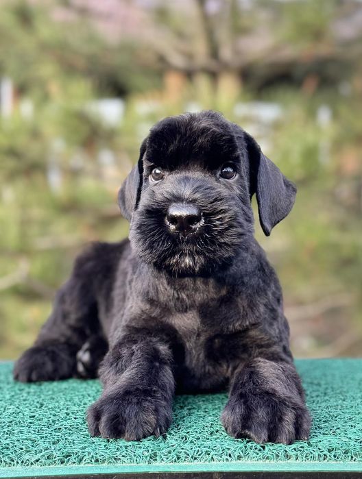 Резерв щенка ризеншнауцера