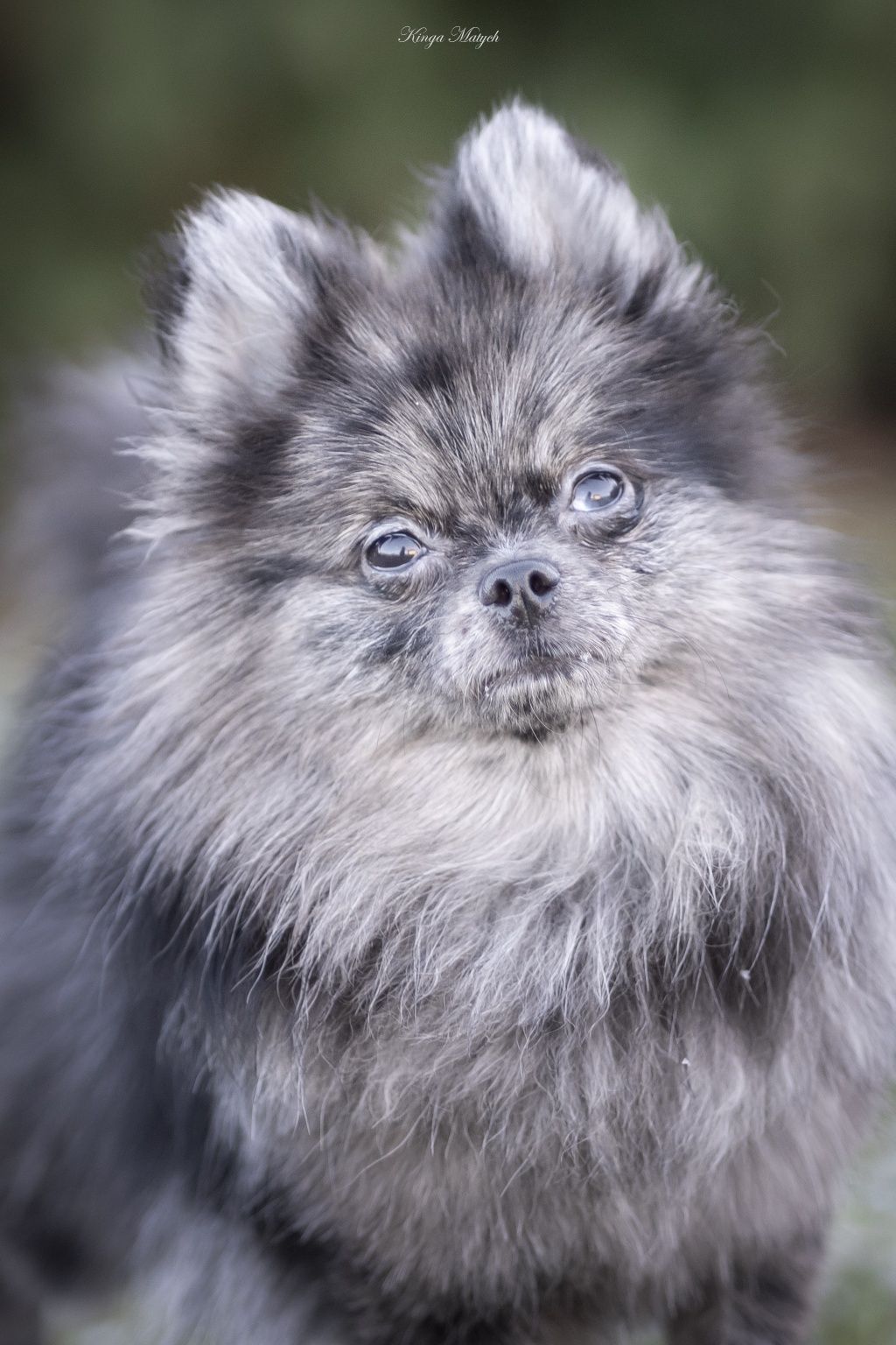 Cudny chłopiec szpic miniaturowy pomeranian Węgielek/GOTOWY DO ODBIORU