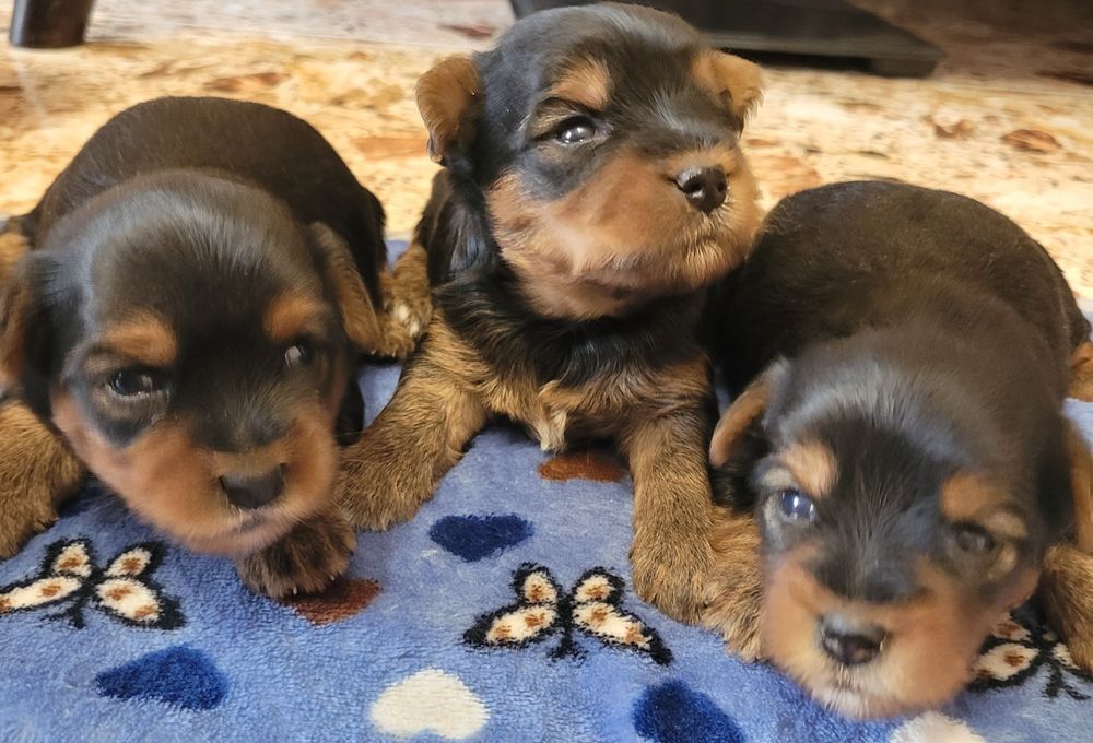 Yorkshire terrier