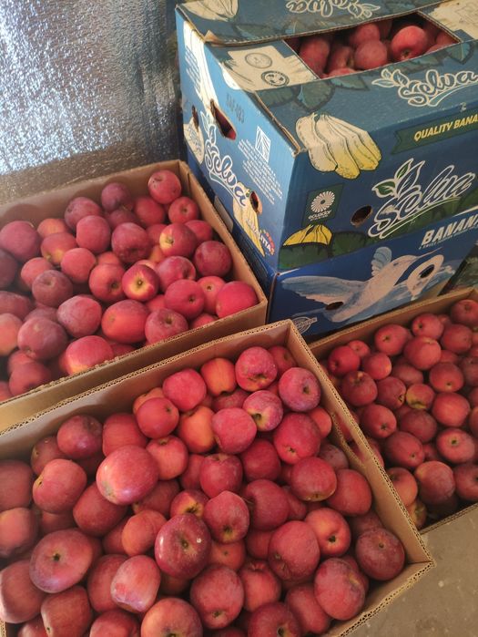 Яблука сорту Флоріна