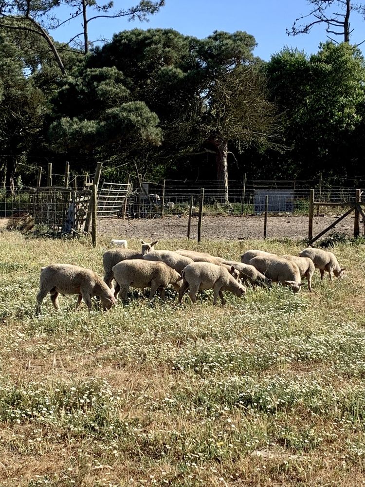 Borregos Charoleses (Charollais) Puros