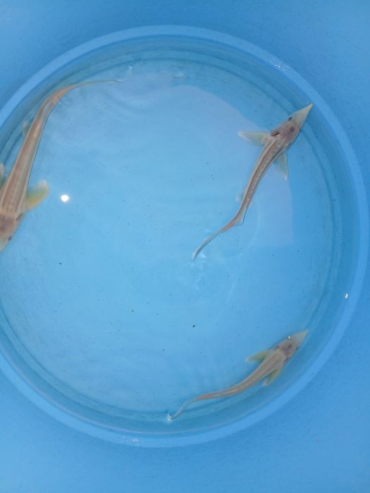 Esturjão albino 20/25cm