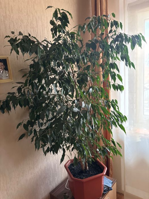 Фікус Бенжаміна