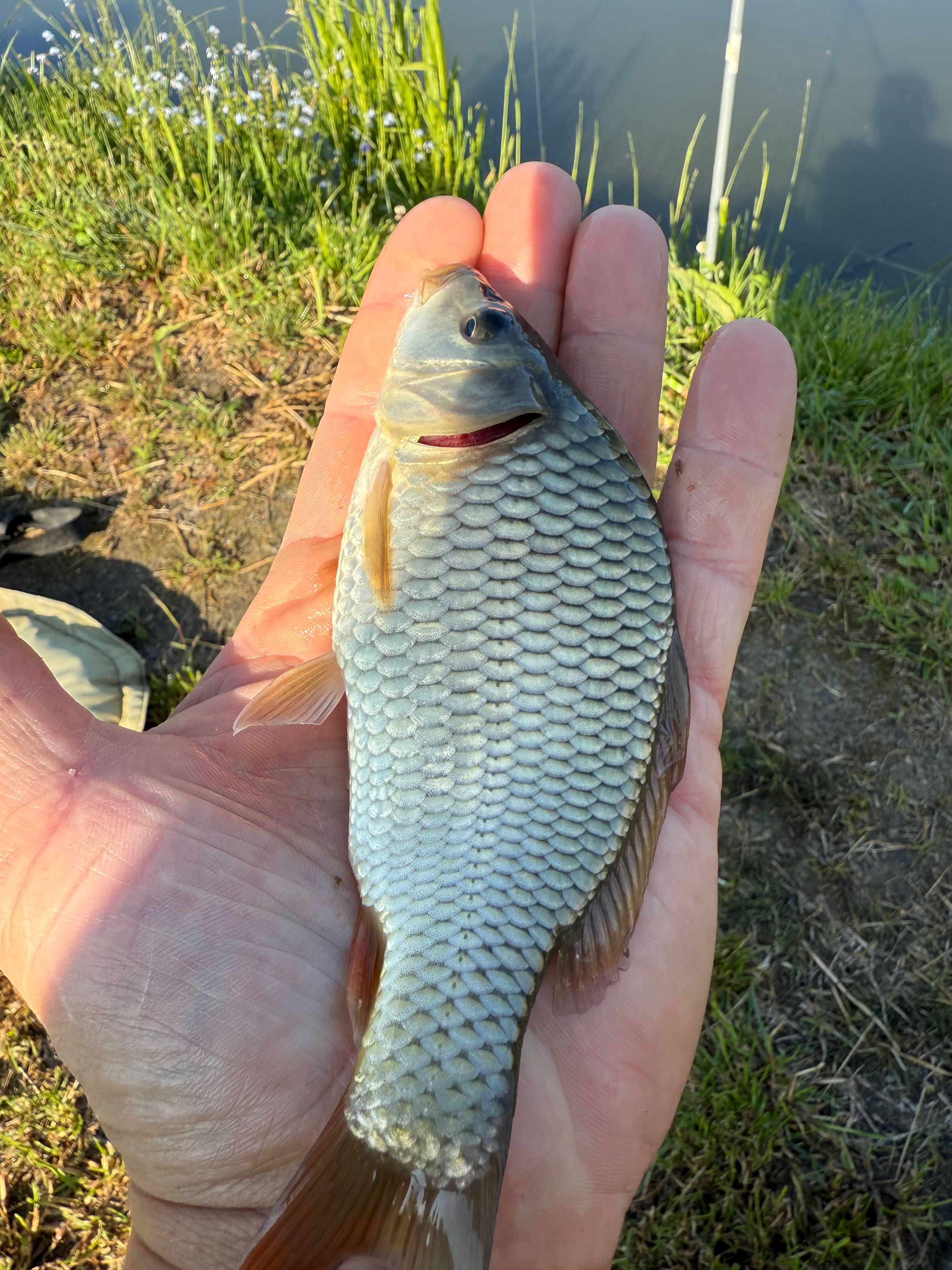 Narybek Karp królewski pelnoluski golec 7cm-25cm