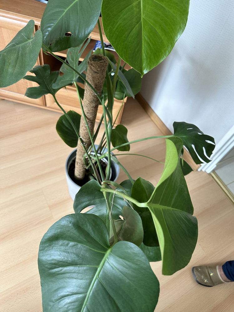 Kwiat doniczkowy monstera