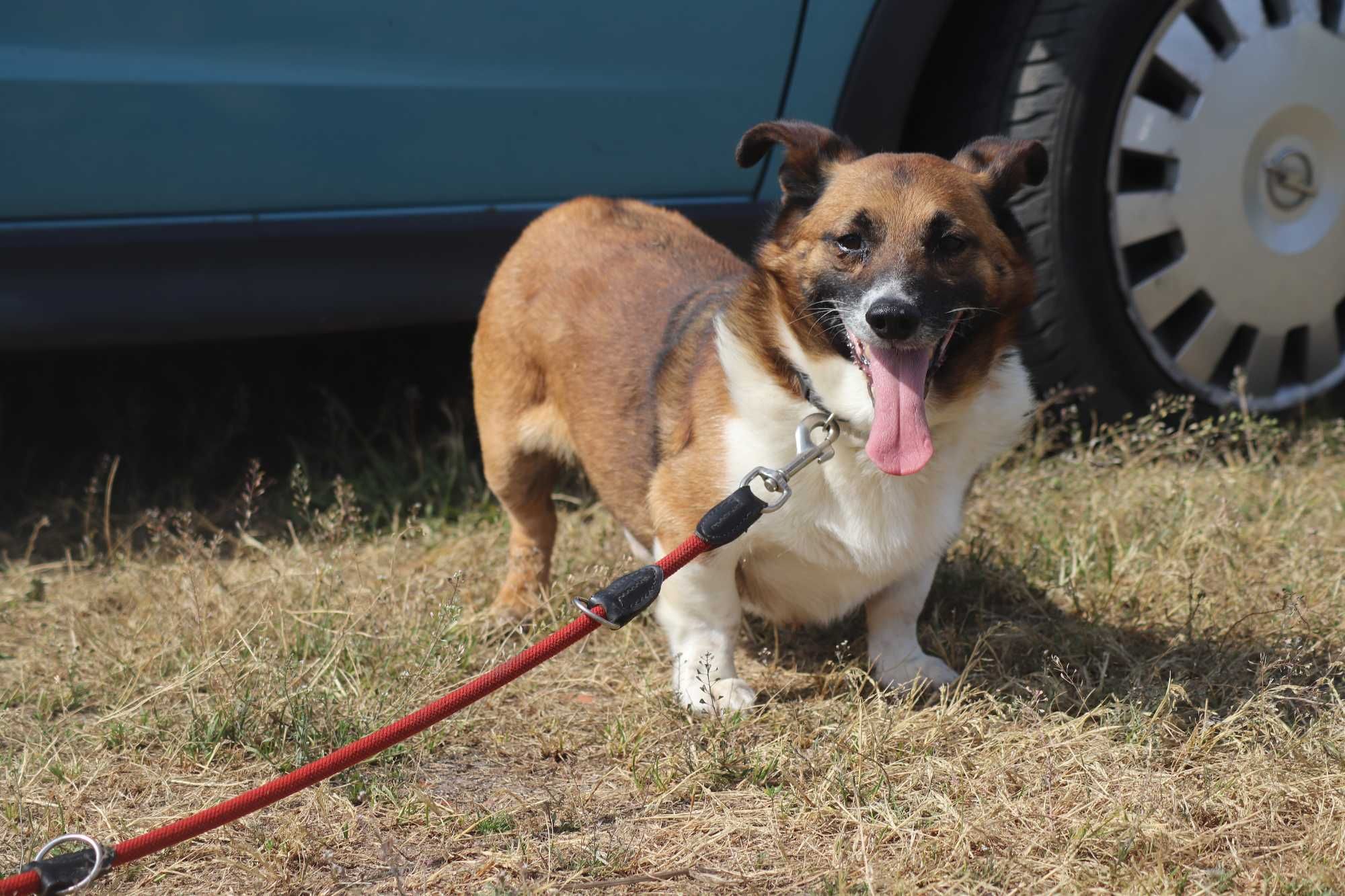 Bolo - delikatny psiak do adopcji - szuka domu