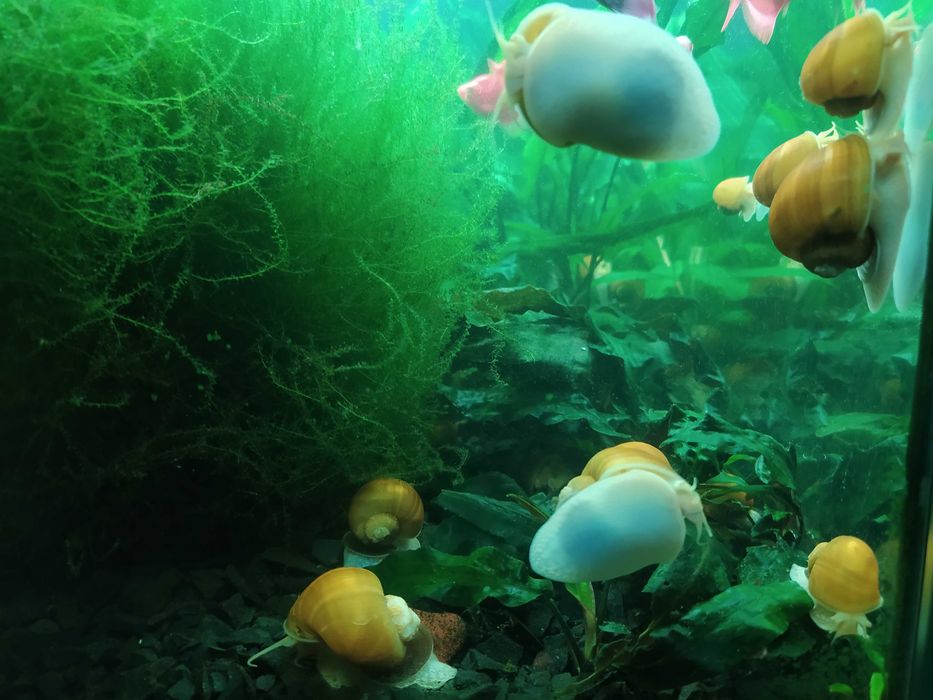 маленькие - по 10, большие - по 20